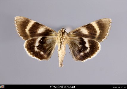 Yale Peabody Museum, Entomology Division Catalog #: YPM ENT 876540 Taxon: Catocala robinsonii Grote (ventral) Family: Erebidae Taxon Remarks: Animals and Plants: Invertebrates - Insects Date: 1991-09- photo