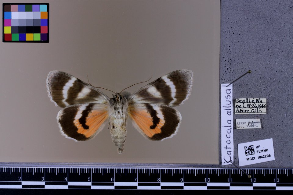 Florida Museum of Natural History, McGuire Center for Lepidoptera and Biodiversity
Catalog #: MGCL_1042206
Taxon: Catocala allusa Hulst (ventral)
Family: Erebidae
Collector:

Locality: United States, 