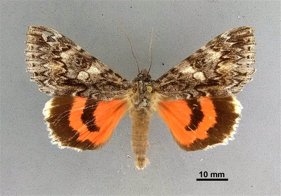 Mississippi Entomological Museum
Catalog #: MEM 375532
Taxon: Catocala faustina allusa Hulst 1884
Family: Erebidae
Determiner: Gall, L.
Collector: Mather, B.
Date: 1989-09-10
Verbatim Date: 10/Sep/198