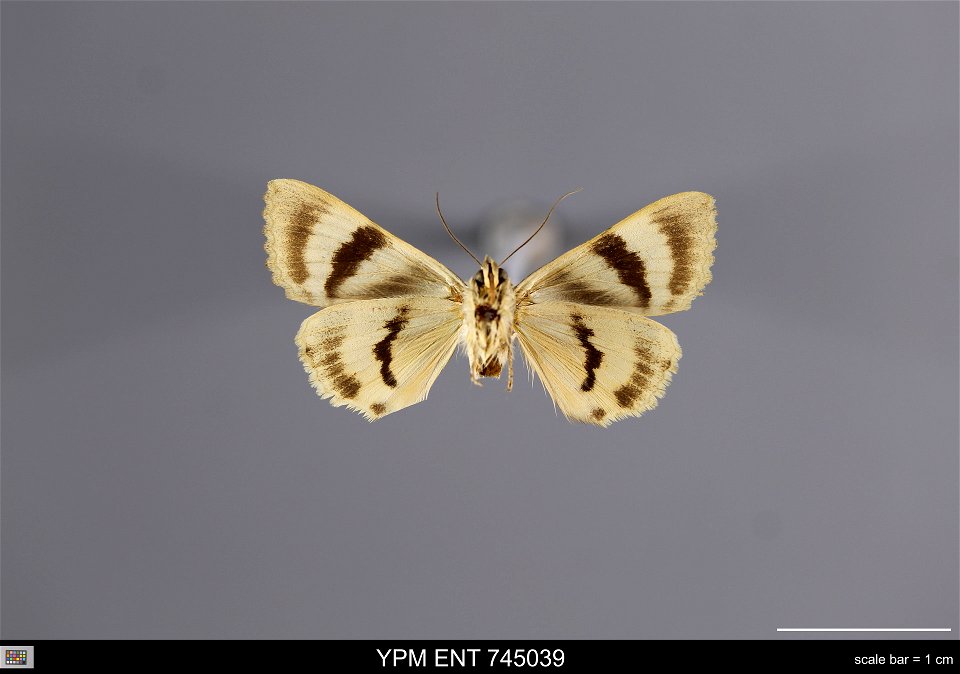 Yale Peabody Museum, Entomology Division
Catalog #: YPM ENT 745039
Taxon: Catocala neglecta Stgr. (ventral)
Family: Erebidae
Taxon Remarks: Animals and Plants: Invertebrates - Insects
Individual Count