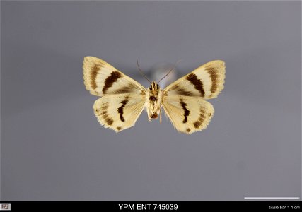 Yale Peabody Museum, Entomology Division Catalog #: YPM ENT 745039 Taxon: Catocala neglecta Stgr. (ventral) Family: Erebidae Taxon Remarks: Animals and Plants: Invertebrates - Insects Individual Count photo