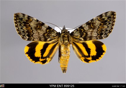 Yale Peabody Museum, Entomology Division Catalog #: YPM ENT 899125 Taxon: Catocala connexa Butler (dorsal) Family: Erebidae Taxon Remarks: Animals and Plants: Invertebrates - Insects Collector: T Niis photo