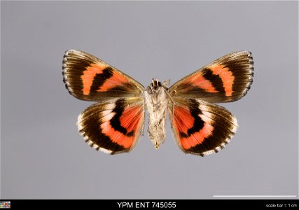 Yale Peabody Museum, Entomology Division Catalog #: YPM ENT 745055 Taxon: Catocala herodias Strecker (ventral) Family: Erebidae Taxon Remarks: Animals and Plants: Invertebrates - Insects Collector: La photo