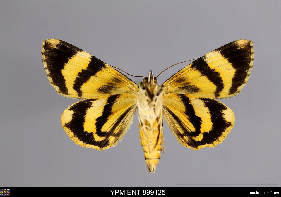 Yale Peabody Museum, Entomology Division Catalog #: YPM ENT 899125 Taxon: Catocala connexa Butler (ventral) Family: Erebidae Taxon Remarks: Animals and Plants: Invertebrates - Insects Collector: T Nii photo