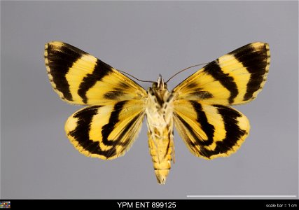 Yale Peabody Museum, Entomology Division Catalog #: YPM ENT 899125 Taxon: Catocala connexa Butler (ventral) Family: Erebidae Taxon Remarks: Animals and Plants: Invertebrates - Insects Collector: T Nii photo