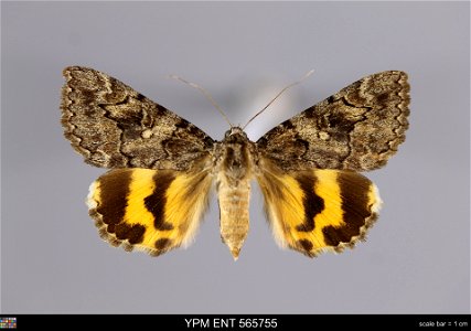 Yale Peabody Museum, Entomology Division Catalog #: YPM ENT 565755 Taxon: Catocala mcdunnoughi Brower (dorsal) Family: Erebidae Taxon Remarks: Animals and Plants: Invertebrates - Insects Collector: Ch photo