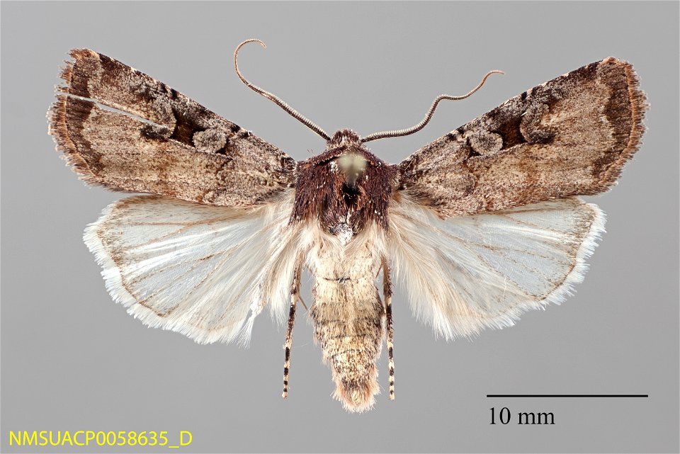 New Mexico State Collection of Arthropods Catalog #: NMSUACP0058635 Secondary Catalog #: 25102 Taxon: Euxoa albipennis (Grote) Family: Noctuidae Determiner: C. Harp (2005) Collector: C. Harp Date: 200 photo