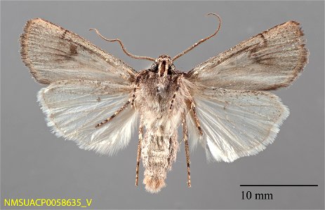 New Mexico State Collection of Arthropods Catalog #: NMSUACP0058635 Secondary Catalog #: 25102 Taxon: Euxoa albipennis (Grote) Family: Noctuidae Determiner: C. Harp (2005) Collector: C. Harp Date: 200 photo