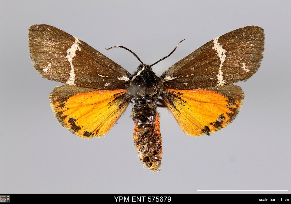 Yale Peabody Museum, Entomology Division
Catalog #: YPM ENT 575679
Taxon: Leptarctia californiae (Wlkr.) (dorsal)
Family: Erebidae
Taxon Remarks: Animals and Plants: Invertebrates - Insects
Collector: