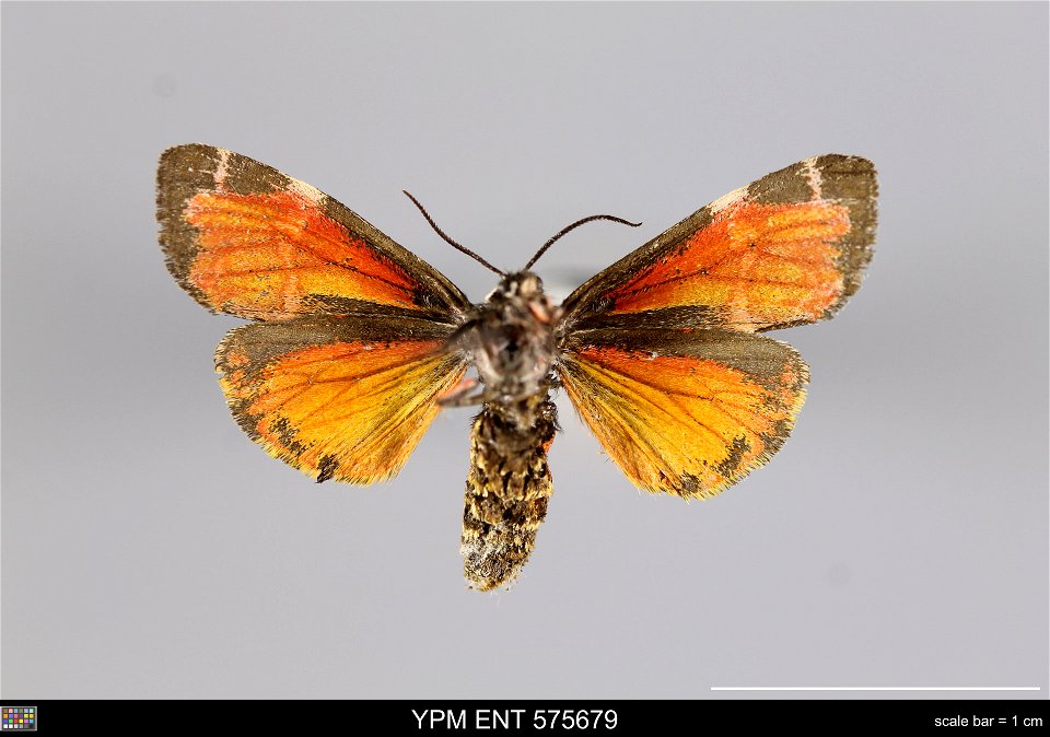 Yale Peabody Museum, Entomology Division
Catalog #: YPM ENT 575679
Taxon: Leptarctia californiae (Wlkr.) (ventral)
Family: Erebidae
Taxon Remarks: Animals and Plants: Invertebrates - Insects
Collector