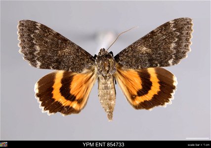Yale Peabody Museum, Entomology Division
Catalog #: YPM ENT 854733
Taxon: Catocala unijuga Walker (dorsal)
Family: Erebidae
Taxon Remarks: Animals and Plants: Invertebrates - Insects
Collector: Charle
