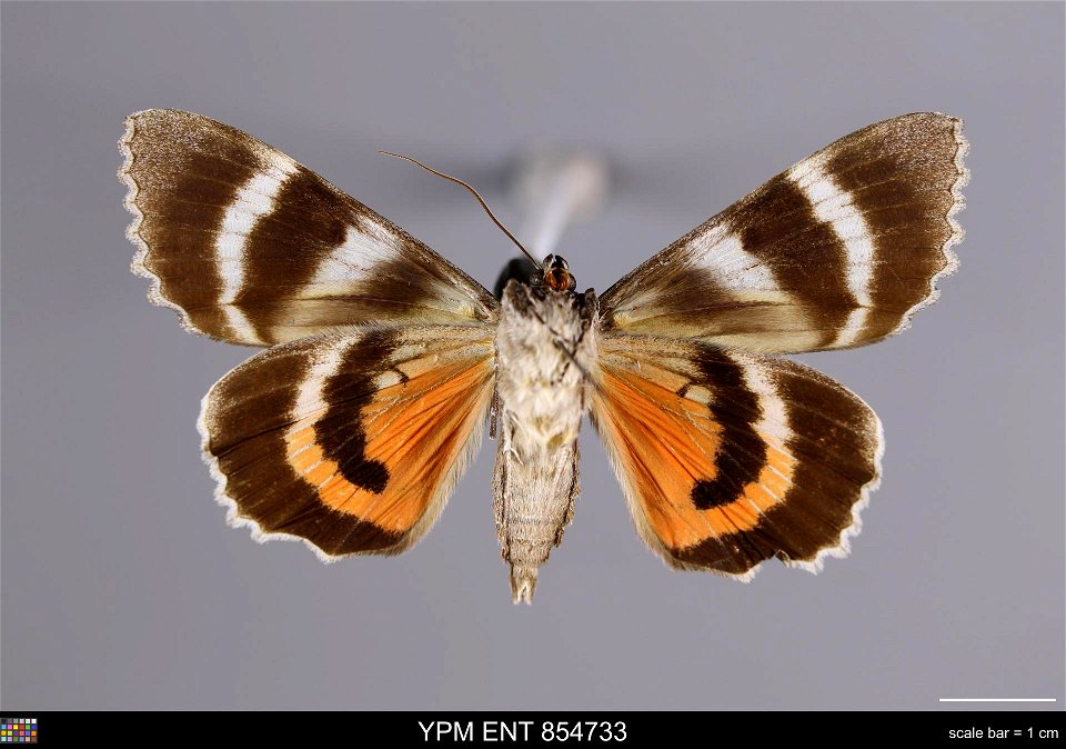 Yale Peabody Museum, Entomology Division
Catalog #: YPM ENT 854733
Taxon: Catocala unijuga Walker (ventral)
Family: Erebidae
Taxon Remarks: Animals and Plants: Invertebrates - Insects
Collector: Charl