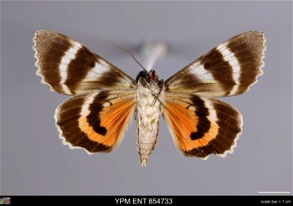 Yale Peabody Museum, Entomology Division
Catalog #: YPM ENT 854733
Taxon: Catocala unijuga Walker (ventral)
Family: Erebidae
Taxon Remarks: Animals and Plants: Invertebrates - Insects
Collector: Charl