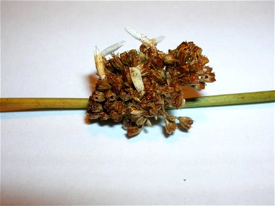 Pupal cases of the moth Coleophora caespitiella on Juncus effusus. Auchenmade, North Ayrshire, Scotland.