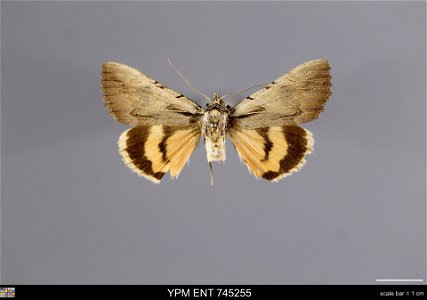 Yale Peabody Museum, Entomology Division Catalog #: YPM ENT 745255 Taxon: Catocala desiderata Staud. (dorsal) Family: Erebidae Taxon Remarks: Animals and Plants: Invertebrates - Insects Collector: Loc photo