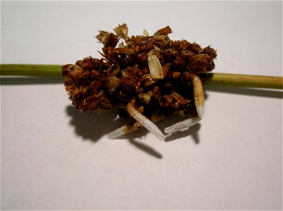 The moth Coleophora caespitiella pupal cases on Juncus effusus. North Ayrshire, Scotland.
