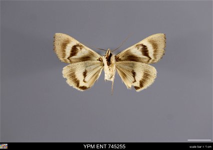Yale Peabody Museum, Entomology Division Catalog #: YPM ENT 745255 Taxon: Catocala desiderata Staud. (ventral) Family: Erebidae Taxon Remarks: Animals and Plants: Invertebrates - Insects Collector: Lo photo