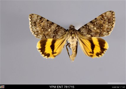 Yale Peabody Museum, Entomology Division Catalog #: YPM ENT 781715 Taxon: Catocala benjamini Brower (dorsal) Family: Erebidae Taxon Remarks: Animals and Plants: Invertebrates - Insects Collector: R Mc photo