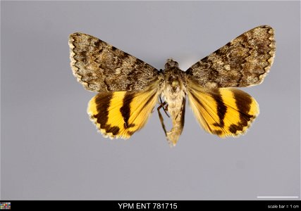 Yale Peabody Museum, Entomology Division
Catalog #: YPM ENT 781715
Taxon: Catocala benjamini Brower (dorsal)
Family: Erebidae
Taxon Remarks: Animals and Plants: Invertebrates - Insects
Collector: R Mc