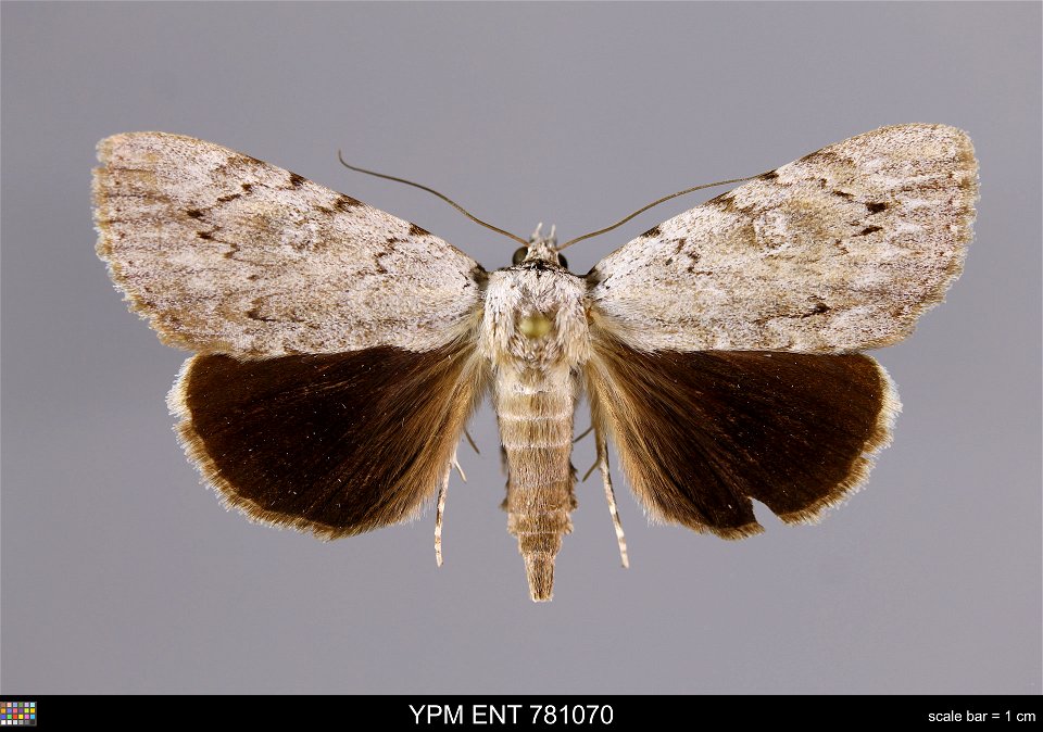 Yale Peabody Museum, Entomology Division Catalog #: YPM ENT 781070 Taxon: Catocala orba Kusnezov (dorsal) Family: Erebidae Taxon Remarks: Animals and Plants: Invertebrates - Insects Collector: Howard photo