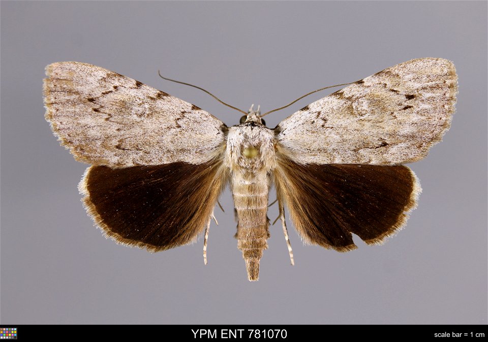 Yale Peabody Museum, Entomology Division
Catalog #: YPM ENT 781070
Taxon: Catocala orba Kusnezov (dorsal)
Family: Erebidae
Taxon Remarks: Animals and Plants: Invertebrates - Insects
Collector: Howard 