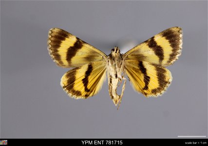 Yale Peabody Museum, Entomology Division Catalog #: YPM ENT 781715 Taxon: Catocala benjamini Brower (ventral) Family: Erebidae Taxon Remarks: Animals and Plants: Invertebrates - Insects Collector: R M photo