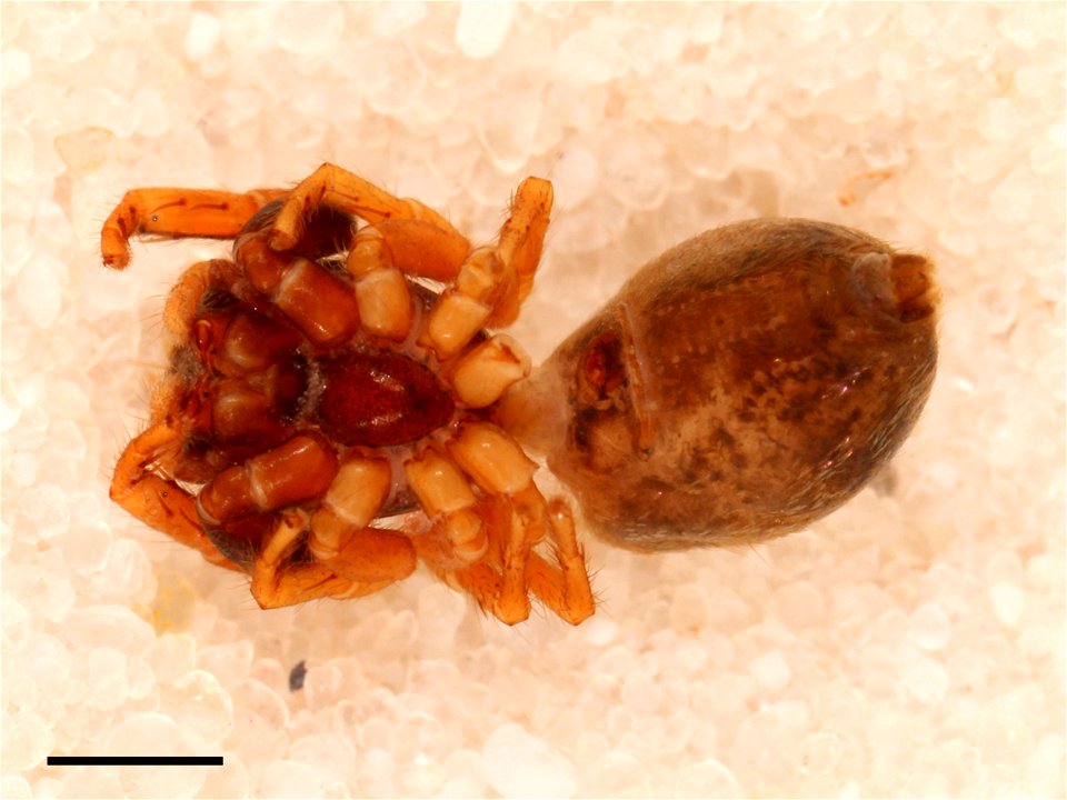Holotype of Zygoballus iridescens jumping spider (female). Photographed under alcohol at the Museum of Comparative Zoology. Ventral view. Scale equals 1 mm.