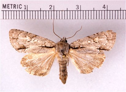 Acronicta morula photo