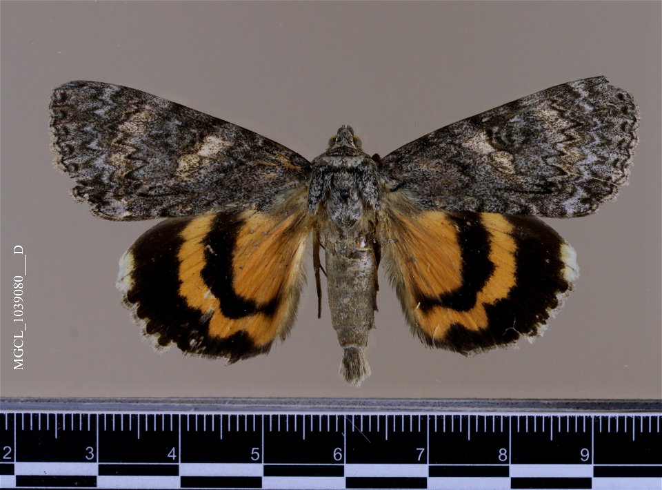 Florida Museum of Natural History, McGuire Center for Lepidoptera and Biodiversity
Catalog #: MGCL_1039080
Taxon: Catocala meskei Grote, 1873 (dorsal)
Family: Erebidae

Locality: United States, Illino