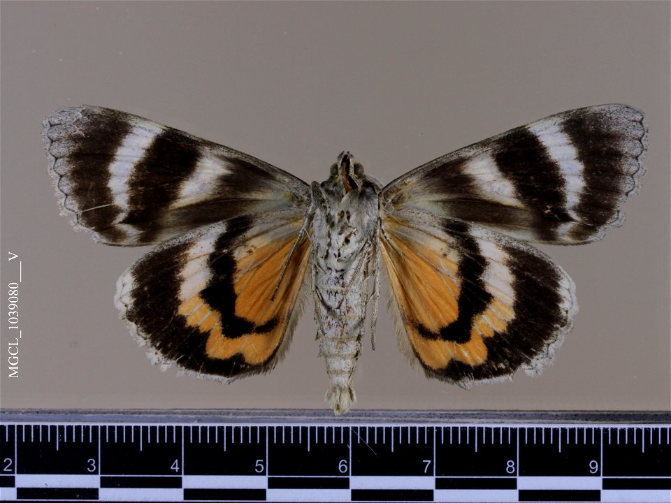 Florida Museum of Natural History, McGuire Center for Lepidoptera and Biodiversity
Catalog #: MGCL_1039080
Taxon: Catocala meskei Grote, 1873 (ventral)
Family: Erebidae

Locality: United States, Illin