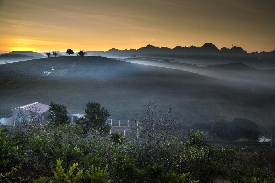 Tea frost province
