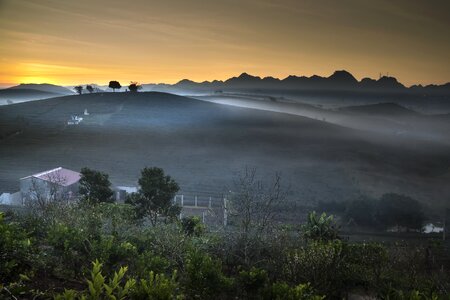 Tea frost province photo