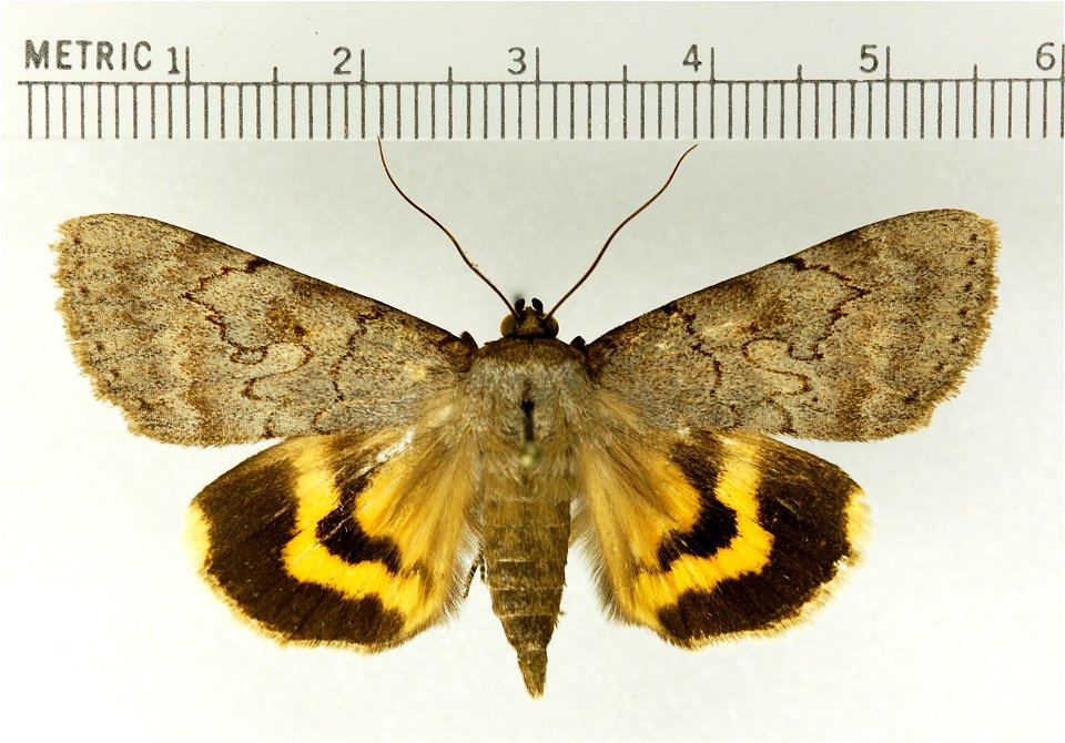 Serene Underwing (Catocala serena) photo