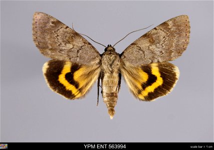 Yale Peabody Museum, Entomology Division Catalog #: YPM ENT 563994 Taxon: Catocala serena Hy. Edw. (dorsal) Family: Erebidae Taxon Remarks: Animals and Plants: Invertebrates - Insects Collector: Frank photo