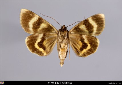 Yale Peabody Museum, Entomology Division
Catalog #: YPM ENT 563994
Taxon: Catocala serena Hy. Edw. (ventral)
Family: Erebidae
Taxon Remarks: Animals and Plants: Invertebrates - Insects
Collector: Fran