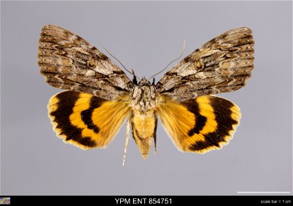 Yale Peabody Museum, Entomology Division Catalog #: YPM ENT 854751 Taxon: Catocala subnata Grote (dorsal) Family: Erebidae Taxon Remarks: Animals and Plants: Invertebrates - Insects Collector: Lawrenc photo