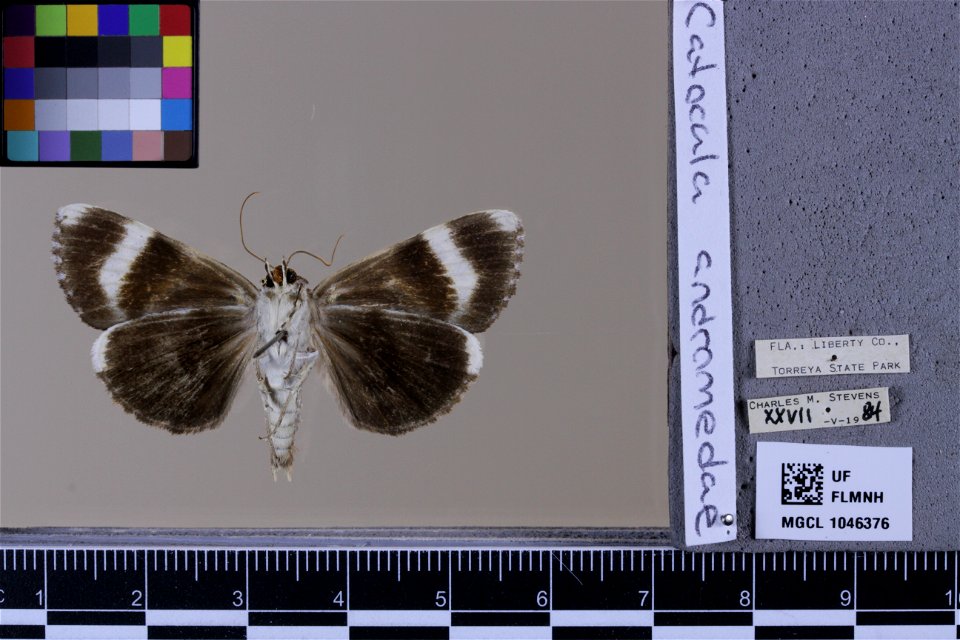 Florida Museum of Natural History, McGuire Center for Lepidoptera and Biodiversity
Catalog #: MGCL_1046376
Taxon: Catocala andromedae Guenée, 1852 (ventral)

Family: Erebidae