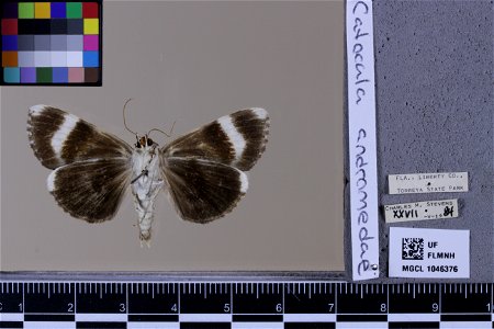 Florida Museum of Natural History, McGuire Center for Lepidoptera and Biodiversity Catalog #: MGCL_1046376 Taxon: Catocala andromedae Guenée, 1852 (ventral) Family: Erebidae photo