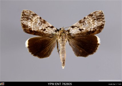 Yale Peabody Museum, Entomology Division Catalog #: YPM ENT 782805 Taxon: Catocala andromedae (Guenee) (dorsal) Family: Erebidae Taxon Remarks: Animals and Plants: Invertebrates - Insects Collector: D photo