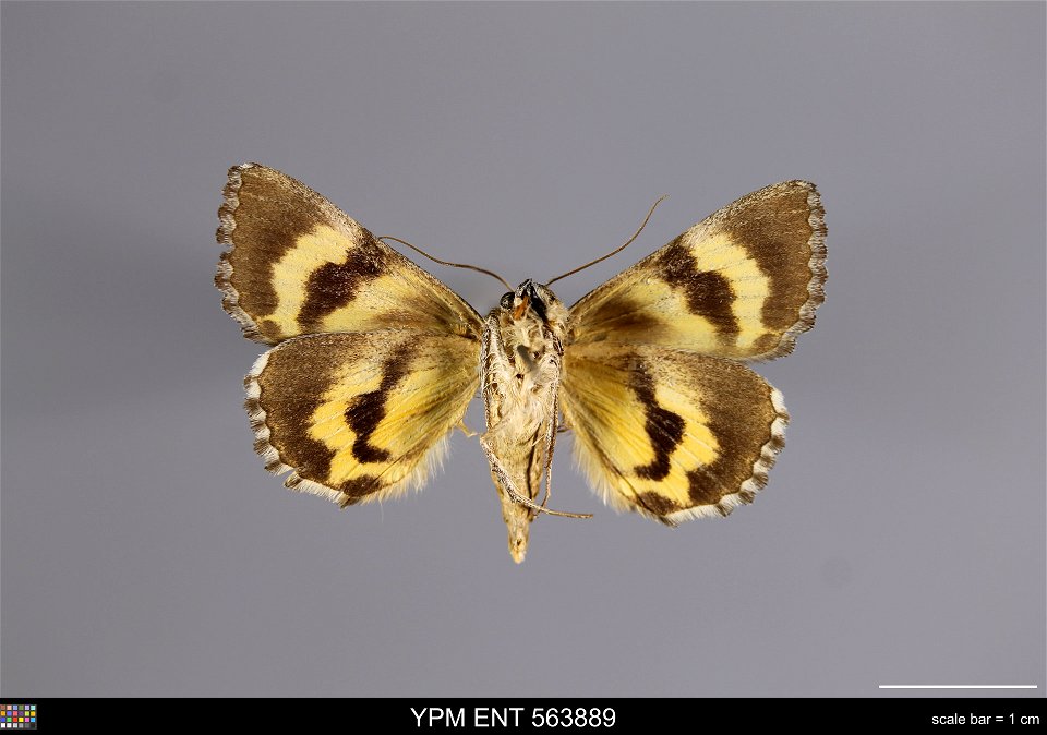 Yale Peabody Museum, Entomology Division
Catalog #: YPM ENT 563889
Taxon: Catocala chelidonia Grote (ventral)
Family: Erebidae
Taxon Remarks: Animals and Plants: Invertebrates - Insects
Collector: Ron