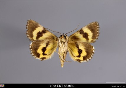 Yale Peabody Museum, Entomology Division Catalog #: YPM ENT 563889 Taxon: Catocala chelidonia Grote (ventral) Family: Erebidae Taxon Remarks: Animals and Plants: Invertebrates - Insects Collector: Ron photo