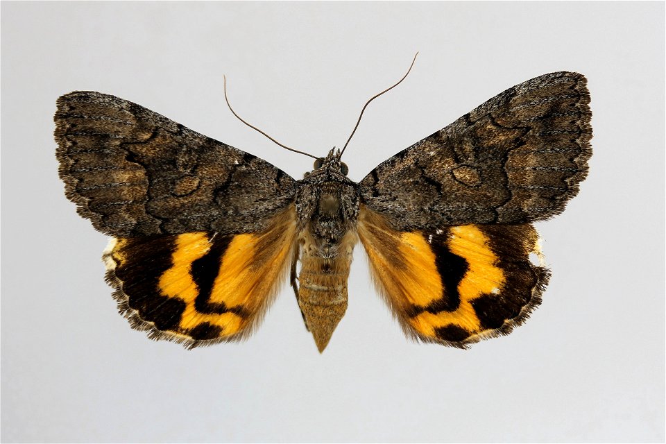 Yale Peabody Museum, Entomology Division
Catalog #: YPM ENT 838174
Taxon: Catocala chelidonia uniforma Hawks
Family: Erebidae
Taxon Remarks: Animals and Plants: Invertebrates - Insects
Type Status: pa