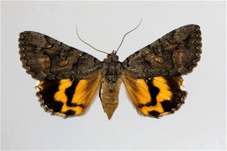 Yale Peabody Museum, Entomology Division Catalog #: YPM ENT 838174 Taxon: Catocala chelidonia uniforma Hawks Family: Erebidae Taxon Remarks: Animals and Plants: Invertebrates - Insects Type Status: pa photo