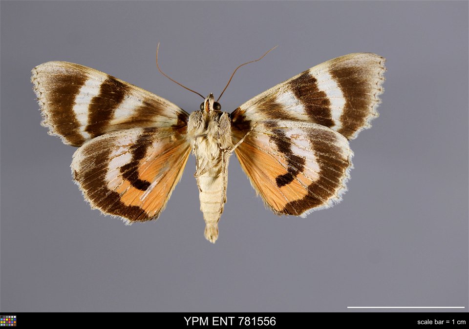Yale Peabody Museum, Entomology Division
Catalog #: YPM ENT 781556
Taxon: Catocala faustina Strecker (ventral)
Family: Erebidae
Taxon Remarks: Animals and Plants: Invertebrates - Insects
Collector: Th
