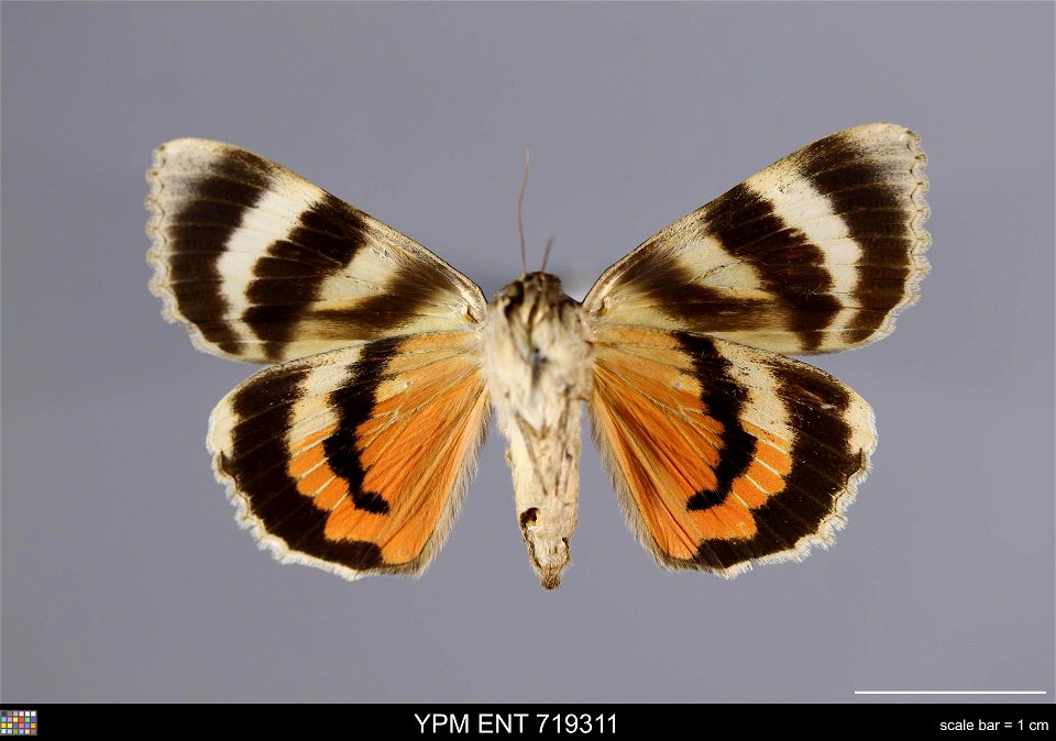 Yale Peabody Museum, Entomology Division
Catalog #: YPM ENT 719311
Taxon: Catocala texanae French (ventral)
Family: Erebidae
Taxon Remarks: Animals and Plants: Invertebrates - Insects
Locality: United