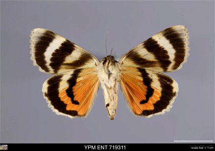 Yale Peabody Museum, Entomology Division Catalog #: YPM ENT 719311 Taxon: Catocala texanae French (ventral) Family: Erebidae Taxon Remarks: Animals and Plants: Invertebrates - Insects Locality: United photo