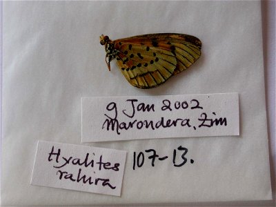 ZIMBABWE. MPE 2008, Exemplar, <a href="http://nymphalidae.utu.fi/story.php?code=NW107-13" rel="nofollow">see in our database</a> photo