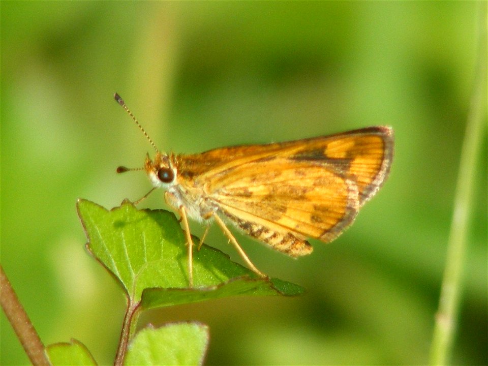 Tamil Grass Dart - Taractrocera ceramas (female)