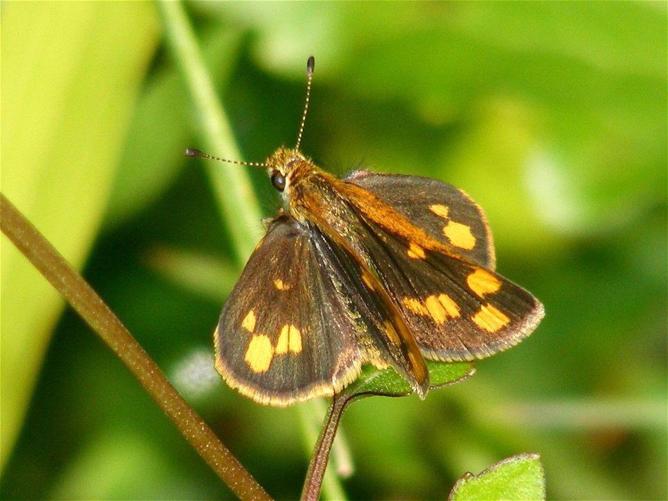 Tamil Grass Dart - Taractrocera ceramas (female)