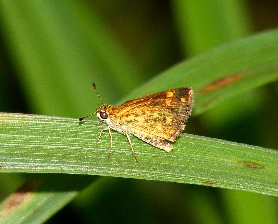 Tamil Grass Dart_Taractrocera ceramas